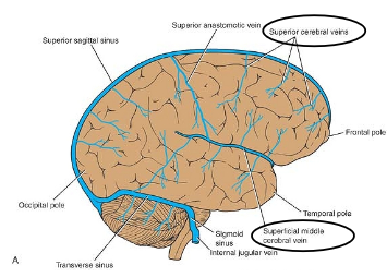 <p><strong>Superior Cerebral Veins</strong>:</p><p>Pass upward over the <strong>lateral surface</strong> of the <strong>cerebral hemisphere</strong>.</p><p>Empty into the <strong>superior sagittal sinus</strong>.</p><p><strong>Superficial Middle Cerebral Vein</strong>:</p><p>Drains the <strong>lateral surface</strong> of the <strong>cerebral hemisphere</strong>.</p><p>Runs inferiorly in the <strong>lateral sulcus</strong>.</p><p>Empties into the <strong>cavernous sinus</strong>.</p>