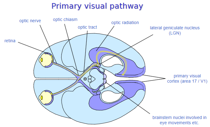 <p><strong>Retina:</strong> Converts light into electrical signals.</p><p><strong>Optic nerve:</strong> Transmits signals from the retina to the brain.</p><p><strong>Optic chiasm:</strong> The point where some fibers cross to the opposite side of the brain for binocular vision.</p><p><strong>Optic tract:</strong> Carries visual information from the optic chiasm to the brain.</p><p><strong>Lateral geniculate nucleus (LGN):</strong> Relays visual information to the visual cortex.</p><p><strong>Optic radiation:</strong> Transmits signals from the LGN to the primary visual cortex.</p><p><strong>Primary visual cortex (area 17 / V1):</strong> Processes visual information for interpretation.</p>