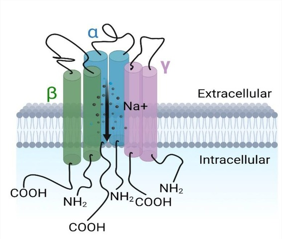 <p>❀ ENaC stands for Epithelial Sodium Channel.</p>