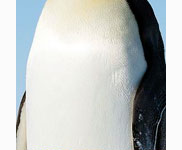 <p>penguin</p>