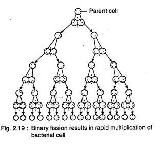 A mode of reproduction which involves the inheritance of DNA from a single parent and hence the next generation formed is genetically identical to parent with little genetic variation.