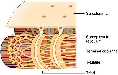 <p>-Are invaginations of the muscle cell membrane (sarcolemma) that penetrate the centre of cardiac muscle cells</p>