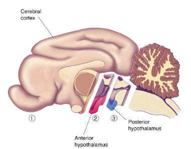 <p><strong>Hypothalamus and aggression</strong>:</p><p>Removal of cerebral hemispheres (cats) but not hypothalamus -&gt; leads to sham rage.</p><p>Removal of both cerebral hemispheres and anterior hypothalamus -&gt; results in sham rage.</p><p>Removal of posterior hypothalamus -&gt; no sham rage.</p><p>Electrical stimulation of hypothalamus -&gt; leads to affective and predatory aggression.</p>