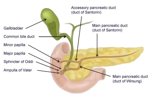 <p>★The Sphincter of Oddi contracts during periods of fasting and relaxes during and after meals, stimulated by CCK (cholecystokinin).</p>