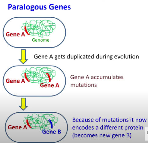 <p>Genes that originate from a common ancestral gene through gene duplication.</p>
