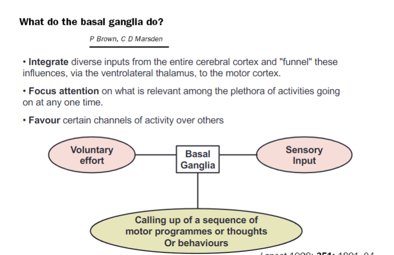 <p>Integrate diverse inputs from the entire cerebral cortex and "funnel" these influences, via the ventrolateral thalamus, to the motor cortex</p><p>Focus attention on what is relevant among the plethora of activities occurring at any one time</p><p>Favor certain channels of activity over others</p>