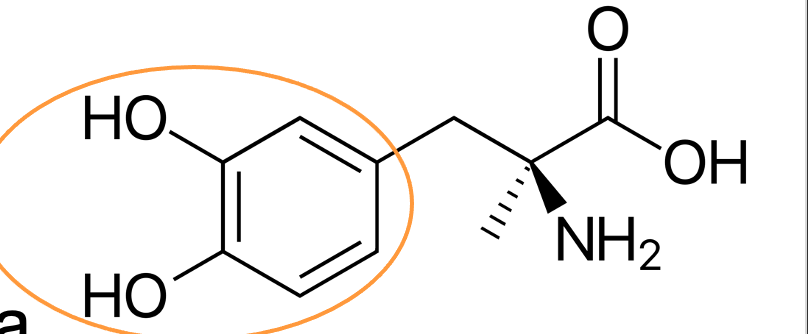 <p>What is the highlighted structure? </p>