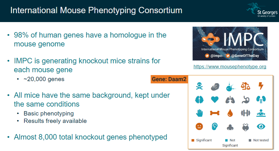 <p>The IMPC aims to generate knockout mice strains for each mouse gene, as 98% of human genes have a homologue in the mouse genome.</p><p>The goal is to phenotype approximately 20,000 genes in mice to understand gene functions.</p>