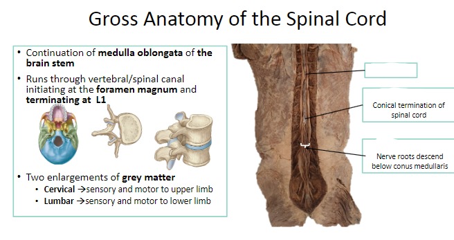 <p>Label the Gross Anatomy of the Spinal Cord: (3)</p>