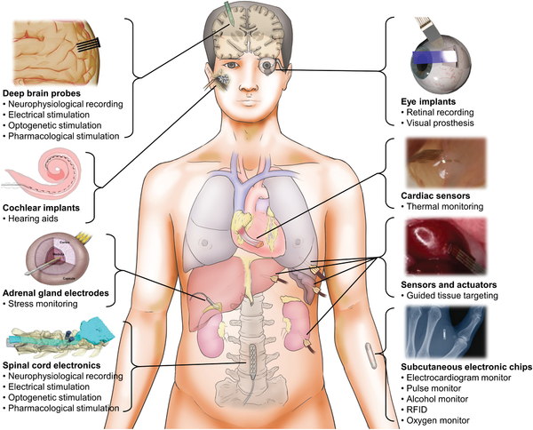 <p><u>Deep (Internal):</u></p><p>Away from the body surface; more internal.</p><p>Example: The muscles are deep to the skin.</p>