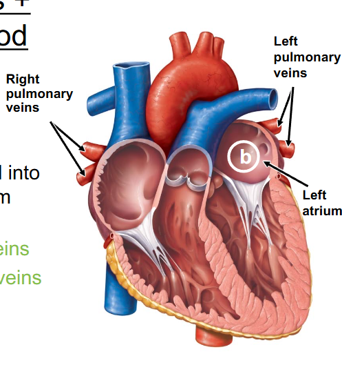 <p>- 4 veins carry oxygenated blood from lungs into left atrium </p><p>( 2 left pulmonary veins and 2 right pulmonary veins)</p>