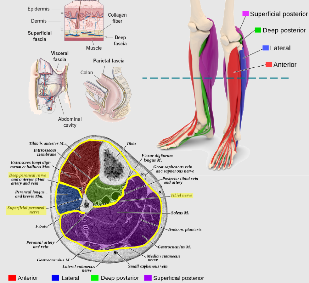 <p>Thin connective tissue</p><p>Surrounds muscles, organs, blood vessels, and nerves.</p><p>Provides structure and support throughout the body.</p><p>Provides a smooth surface for structures to slide against each other without friction.</p>