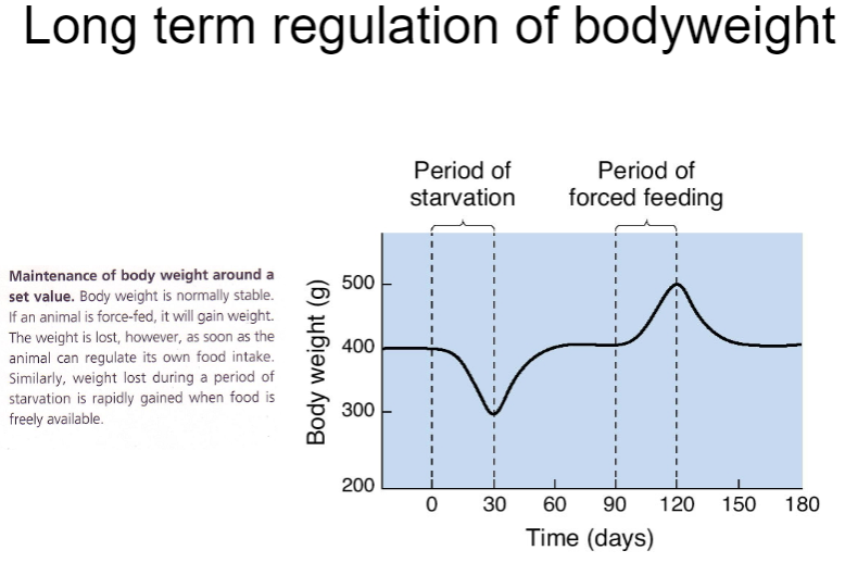 <p>Long-term body weight regulation involves complex hormonal and neural mechanisms.</p><p><strong>Leptin</strong>: Produced by fat cells, signals the brain to decrease appetite and increase energy expenditure when fat stores are high.</p><p><strong>Insulin</strong>: Helps regulate glucose levels and also plays a role in long-term body weight control by influencing fat storage.</p><p>The <strong>hypothalamus</strong> integrates these signals to maintain stable body weight by adjusting hunger, metabolism, and energy use.</p>