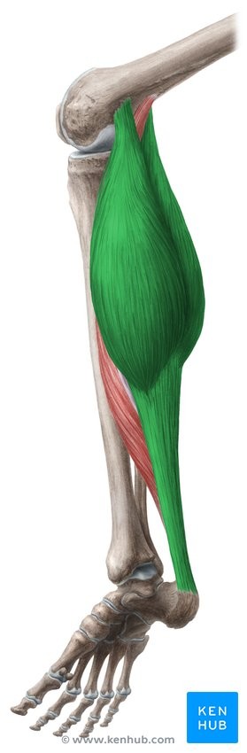<p>MCE</p><p>Medial and lateral condyles of femur</p><p>Calcaneus by achilles tendon</p><p>Extends foot at ankle; flexes knee</p><p>Knee/ankle</p>
