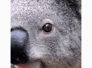 <p>koala</p>