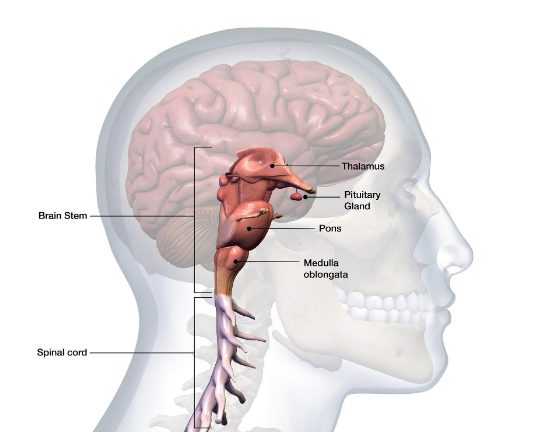 <p>Posterior side of the brain; connects the cerebrum with the spinal cord.</p>