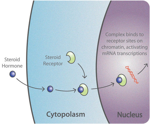 <p>✿Hormone crosses cell membrane through diffusion or facilitated transport.</p><p>✿Heat shock proteins, which chaperone the receptor, dissociate from the receptor upon hormone binding.</p><p>✿Hormone binds to the receptor in the cytoplasm, leading to conformational changes in the receptor.</p><p>✿Dimerization occurs when two hormone-bound receptors come together to form a functional complex.</p><p>✿The dimerized receptors, now activated, translocate from the cytoplasm to the nucleus.</p><p>✿Within the nucleus, the receptor complex binds to specific DNA sequences called hormone response elements (HREs) located in the promoter regions of target genes.</p><p>✿This binding initiates transcription of the target genes, facilitated by the recruitment of additional transcription factors and coactivators.</p><p>✿Transcription of the target genes results in the synthesis of mRNA, which is subsequently translated into proteins, ultimately mediating the cellular response to the hormone.</p>