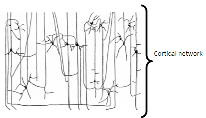 <p>These rhythms rely on the collective interactions of cortical neurons themselves, where excitatory and inhibitory interconnections produce a coordinated, synchronous pattern of activity that can remain localized or spread across larger regions of the cortex.</p>