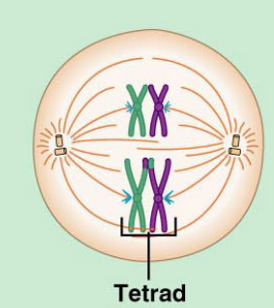 <p>What stage of meiosis is this? </p>