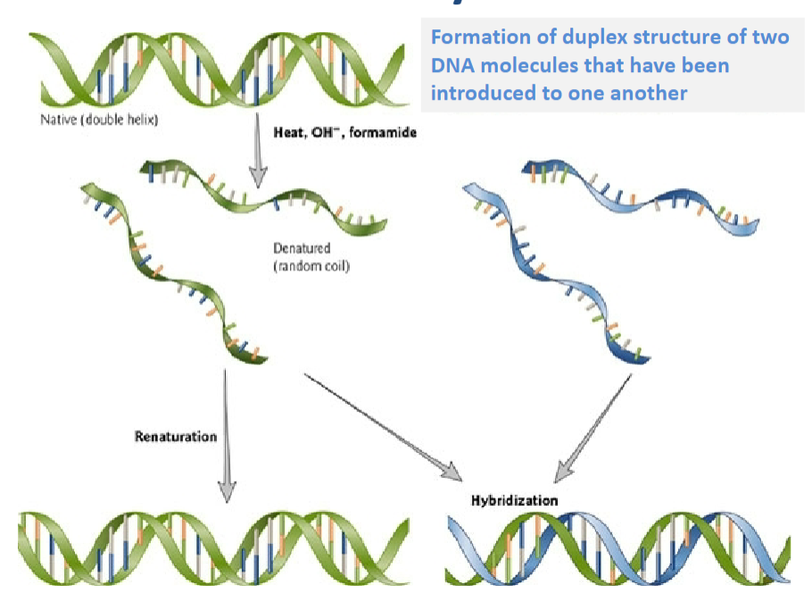 <p>Renaturation is the process of reforming a duplex structure from two DNA molecules that have been introduced to one another.</p>