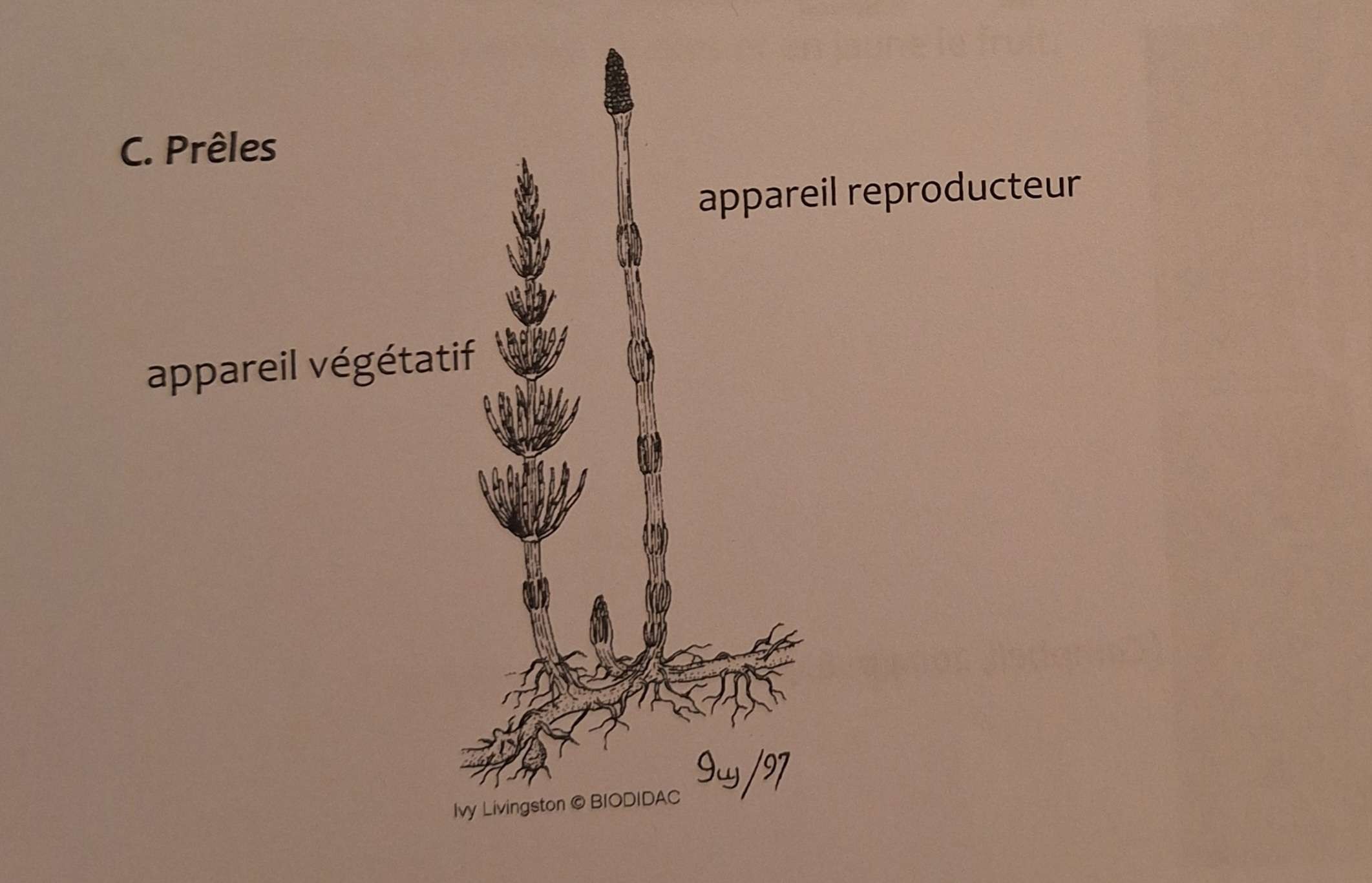 <p><strong>Phylum des Trachéophytes (plantes vasculaires): C) </strong></p>