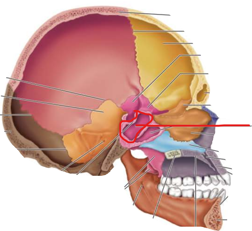 <p>Sphenoid Sinus</p>