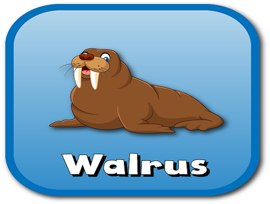 walrus