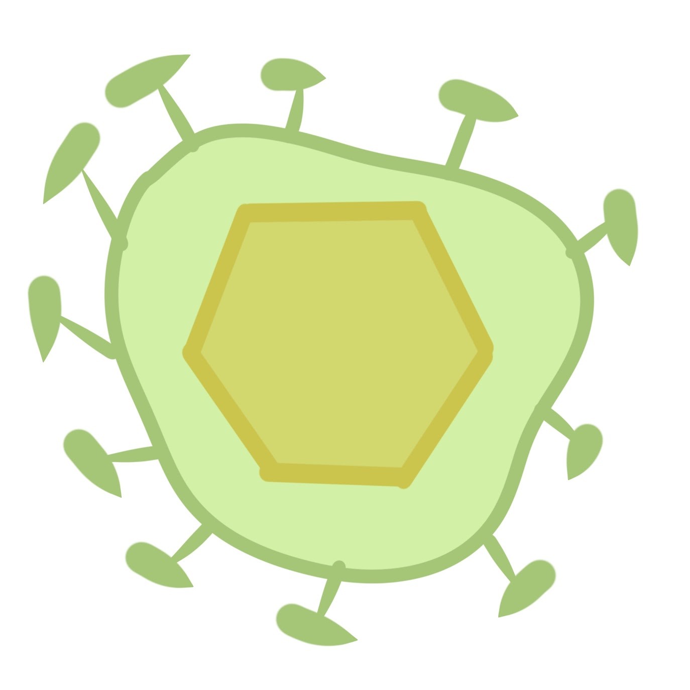 <p>-Derived from membranes of host cells -<span class="tt-bg-green">surround the capsids</span> of many viruses found in animals</p><p>-<span class="tt-bg-green">Combination of viral and host</span> cell molecules</p><p>-Includes <span class="tt-bg-green">glycoprotein spikes</span> that aid infection</p><p>-Includes in<span class="tt-bg-green">flu</span>enza and <span class="tt-bg-green">corona</span>viruses</p>