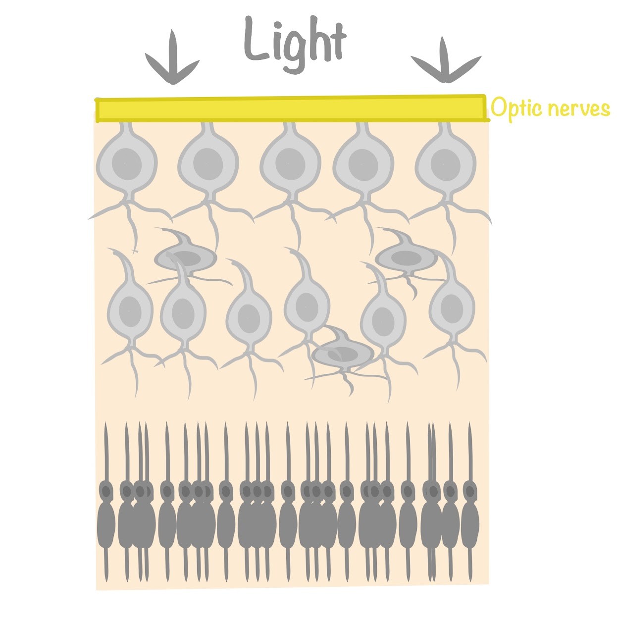 <p>Light traveling to retina passes through largely transparent <span class="tt-bg-blue">layers of nerves</span></p>