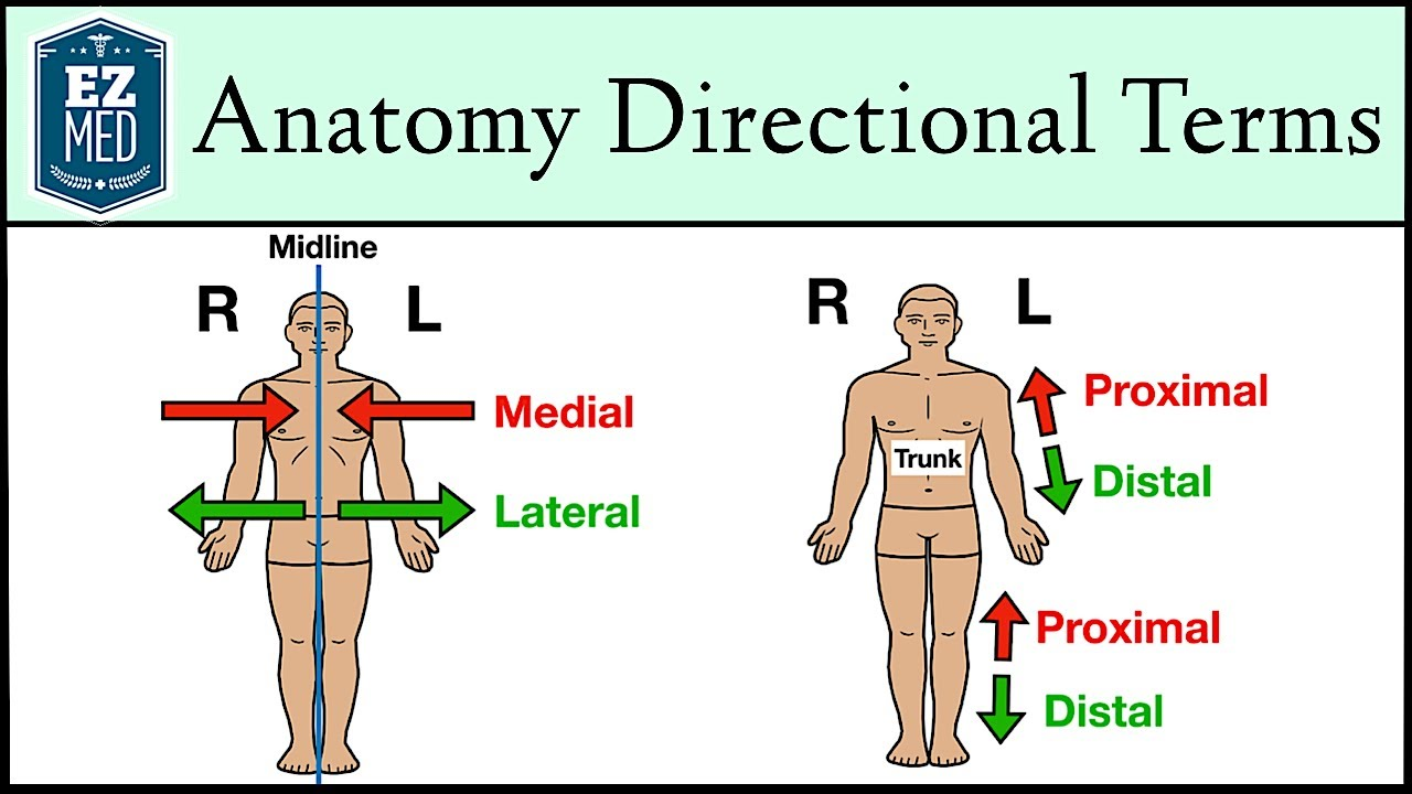 <p><u>Proximal:</u></p><p>Closer to the origin of the body part or the point of attachment of a limb to the body trunk.</p><p>Example: The forearm is proximal to the hand.</p>