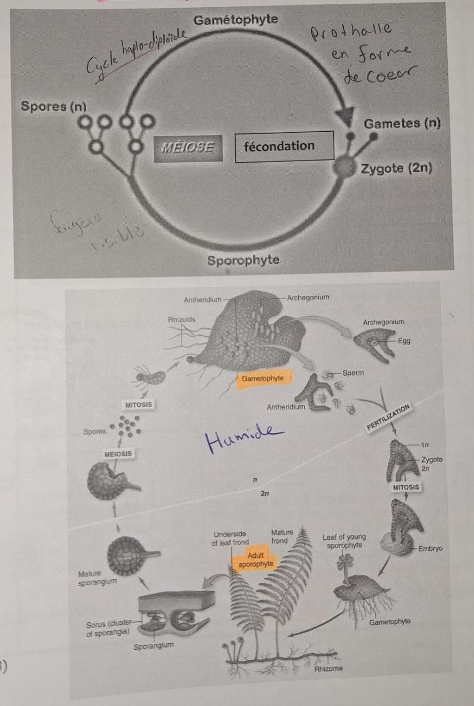 <p><strong>Cycle haplo-diploïde (haplodiplobiontique)</strong></p>