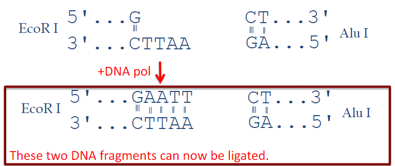 <p><strong>PCR amplification</strong>: DNA Polymerase is essential for amplifying specific segments of DNA through the polymerase chain reaction (PCR).</p><p><strong>Generation of probes</strong>: It is used to synthesize DNA probes that can hybridize with target sequences.</p><p><strong>Blunt-ending of DNA overhangs</strong>: DNA Polymerase can create blunt ends by filling in or chewing back overhanging nucleotides.</p>