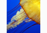 <p>jellyfish</p>