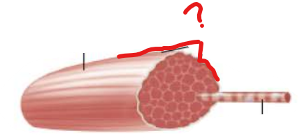 <p>name this</p><p>what tissue is it made of?</p>