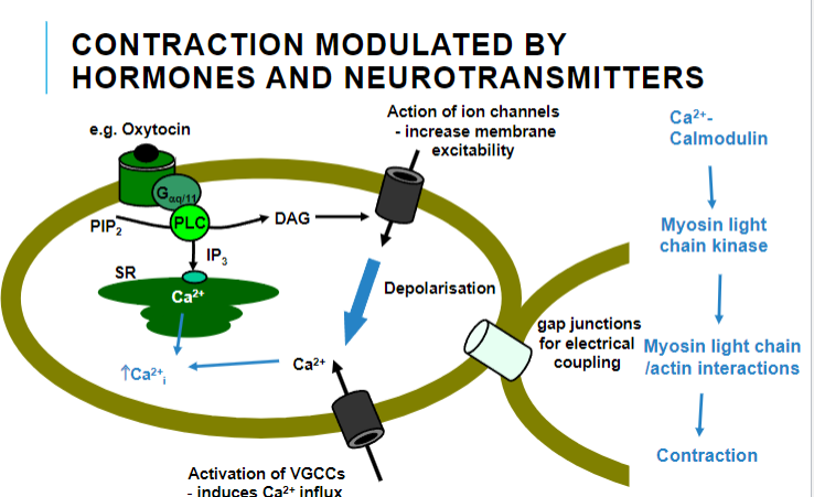 <p>Hormones and neurotransmitters modulate contraction by affecting ion channels, increasing membrane excitability, and activating voltage-gated calcium channels (VGCCs), leading to calcium influx.</p>