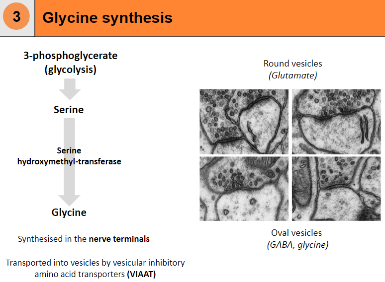 <p>Glycine is synthesized in the nerve terminals.</p><p>It is transported into vesicles by vesicular inhibitory amino acid transporters (VIAAT) and stored in oval vesicles.</p>