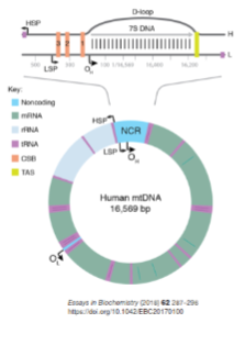 <p>The non-coding region (NCR) contains regulatory sequences for replication and transcription.</p><p>mtDNA replication begins at the Origin of Heavy Strand (OH).</p><p>Transcription starts at the Heavy Strand Promoter (HSP) and Light Strand Promoter (LSP).</p>