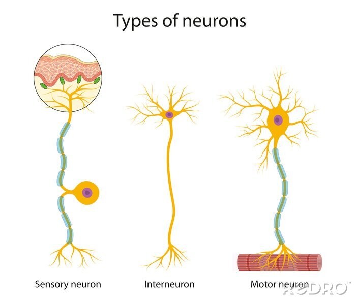 <p>Carry impulses from the CNS to muscles and glands</p>