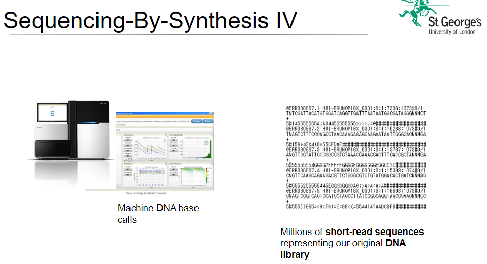 <p><strong>Machine DNA Base Calls</strong>: The sequencing machine makes DNA base calls, identifying the nucleotide (A, C, G, or T) for each base in the sequence.</p><p><strong>Short-Read Sequences</strong>: Millions of short-read sequences are generated, each representing a fragment of the original DNA library.</p>