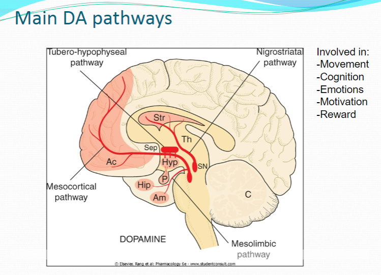 <p><strong>Movement</strong></p><p>Dopamine is essential for motor control, with dysfunction linked to movement disorders like Parkinson's disease.</p><p><strong>Cognition</strong></p><p>Dopamine plays a role in cognitive processes, including attention, memory, and problem-solving.</p><p><strong>Emotions</strong></p><p>Dopamine is involved in regulating emotional responses, affecting mood and emotional stability.</p><p><strong>Motivation</strong></p><p>Dopamine influences motivation and goal-directed behavior, impacting drive and reward-seeking actions.</p><p><strong>Reward</strong></p><p>Dopamine is central to the brain's reward system, reinforcing behaviors by releasing dopamine in response to pleasurable stimuli.</p>