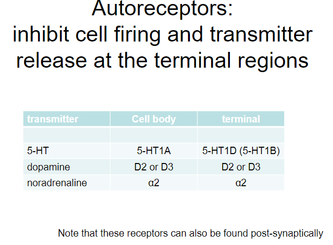 <p><strong>Autoreceptors:</strong></p><p>Receptors located on the presynaptic neuron that regulate neurotransmitter release.</p><p><strong>Function:</strong></p><p>Autoreceptors inhibit cell firing and limit further neurotransmitter release at the terminal regions.</p><p>They act as a negative feedback mechanism to prevent excessive neurotransmitter release.</p><p><strong>Examples of Autoreceptors:</strong></p><p><strong>5-HT (serotonin):</strong></p><p>5-HT1A and 5-HT1D (5-HT1B) autoreceptors.</p><p><strong>Dopamine (DA):</strong></p><p>D2 and D3 autoreceptors.</p><p><strong>Noradrenaline (NA):</strong></p><p>α2 autoreceptors.</p>