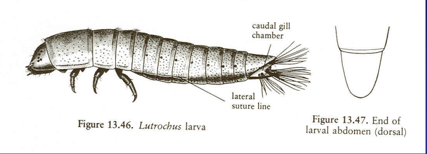 <p>Lutrochidae</p>
