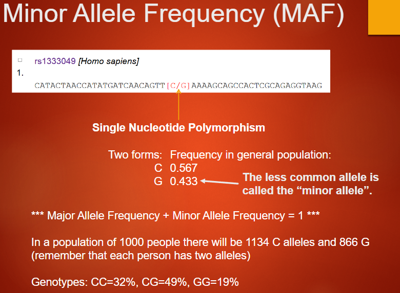 <p>Refers to the frequency of the less common allele in a population</p><p>The minor allele's frequency is less than 0.5, while the major allele is more common</p><p>In the example, C has a frequency of 0.567, and G has 0.433</p><p>The sum of major and minor allele frequencies equals 1 (Major Allele Frequency + Minor Allele Frequency = 1)</p>