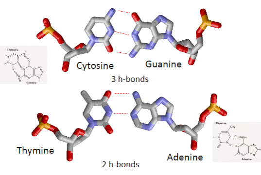 <p>Cytosine and Guanine form 3 hydrogen bonds.</p><p>Adenine and Thymine form 2 hydrogen bonds.</p>