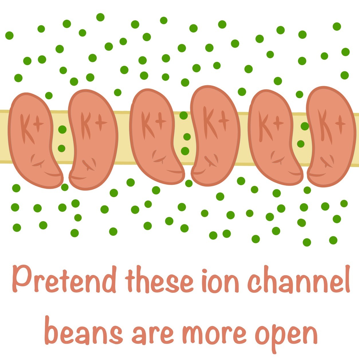 <p>Voltage gated<span class="tt-bg-red"> K+ channels open</span>, allowing K+ to rush out of the cell; causes the potential to become <span class="tt-bg-red">more negative than the resting potential</span></p>