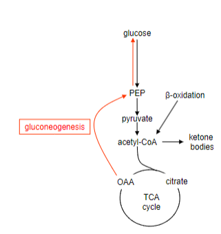 <p>-Metabolism shifts towards maintaining blood glucose, leading to a reduction in OAA (Oxaloacetic Acid)</p><p>-Loss of OAA limits energy production from acetyl-CoA into the TCA cycle</p><p>-Excess acetyl-CoA is used to form ketone bodies In the liver</p>
