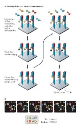 <p><strong>Single Nucleotide Incorporation</strong>: DNA polymerase incorporates a single nucleotide into the growing strand.</p><p><strong>Flowcell Wash</strong>: The flowcell is washed to prepare for the next cycle.</p><p><strong>Imaging</strong>: The four bases are imaged using digital photography, detecting the fluorescent color of the incorporated base.</p><p><strong>Cleavage</strong>: The terminator chemical group and fluorescent dye are cleaved by an enzyme.</p><p><strong>Repeat</strong>: The process is repeated for each cycle to build the full sequence.</p>