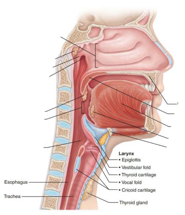 <p>connects</p><p>nasal cavity </p><p>mouth</p><p>larynx </p><p>esophagus</p>