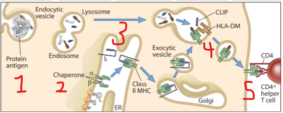 <p>1)Uptake of extracellular proteins into vesicular compartments of APC</p><p>2)Processing of internalized proteins in endosomal/lysosomal vesicles</p><p>3)Biosynthesis and transport of class II MHC molecules to endosomes</p><p>4)Association of processed peptides with class II MHC molecules in vesicles</p><p>5)Expression of peptide-MHC complexes on cell surface</p>