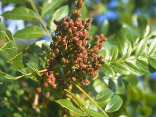 <p><em>Rhus copallinum</em></p><p><em>Pinnately Compound/Alternate</em></p>